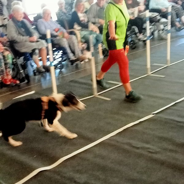 Club canin à Léopold Ollier